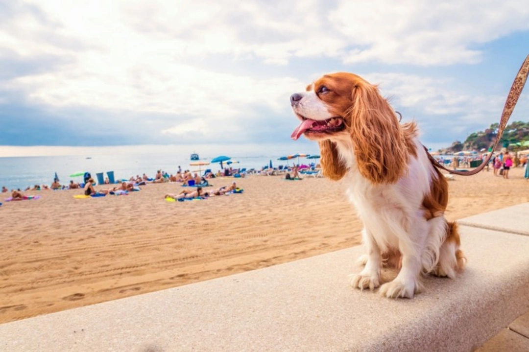 How to Travel with Your Dog: Essential American Tips