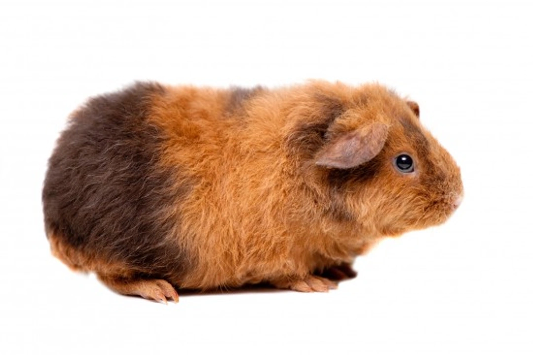 10 Charming & Unusual Guinea Pig Breeds Explained