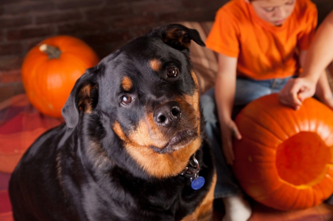 Why you probably shouldn’t take your dog trick or treating