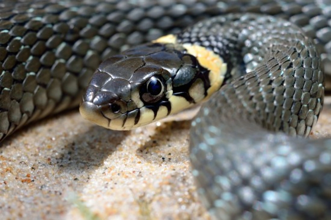 Snakes and Their Senses: How They Navigate Their World