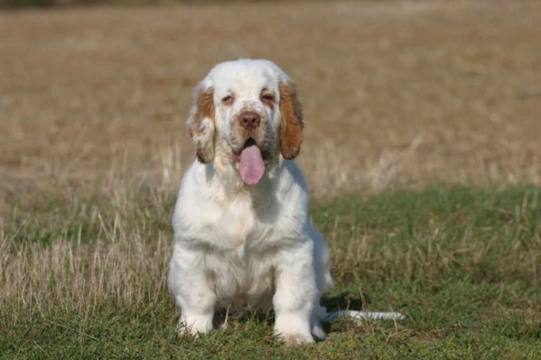 Spaniel breeds native to the UK: 8 beloved British Spaniels