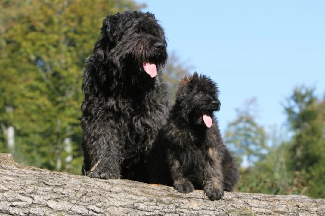 Bouvier Des Flandres Dog Traits & Care Guide