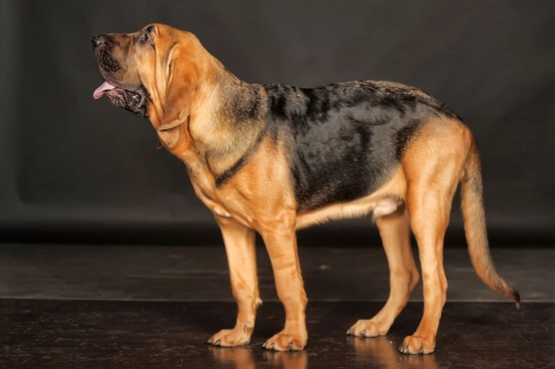 Hereditary Health & Conformation Issues of the Bloodhound Dog