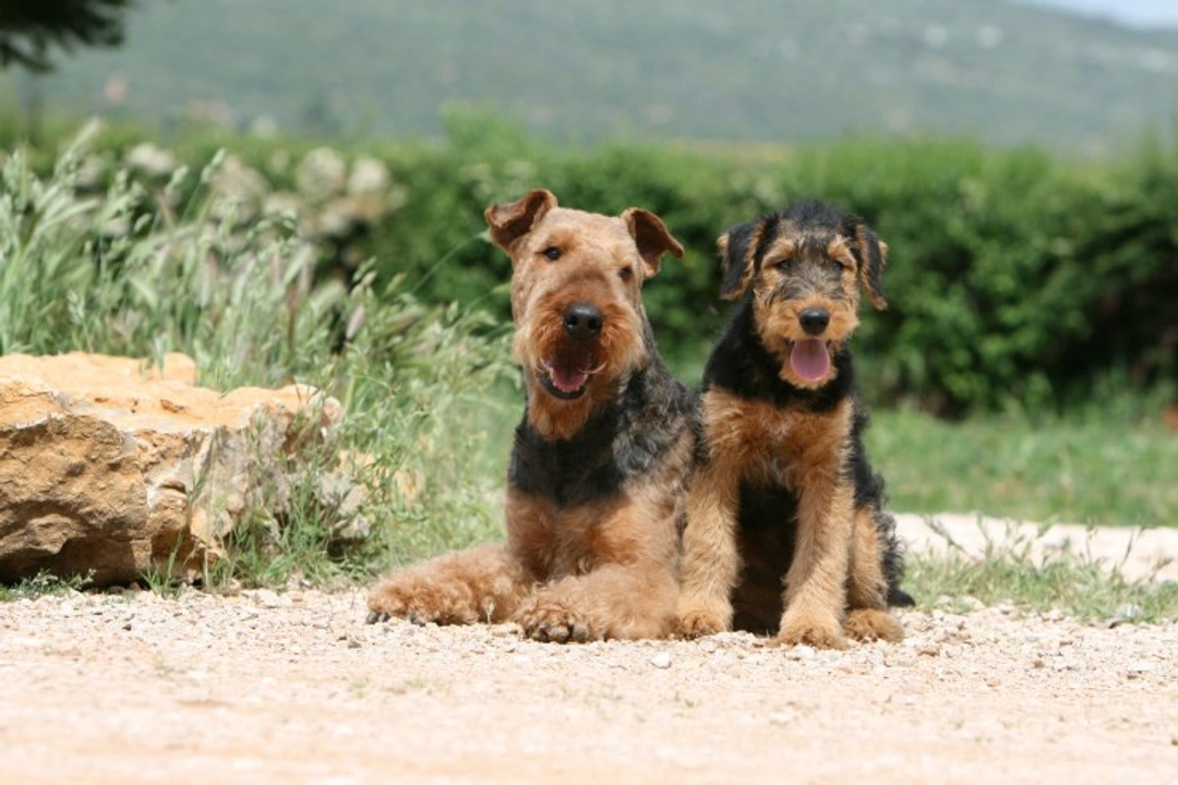 Top 9 Most Stubborn Dog Breeds: What to Know Before You Choose