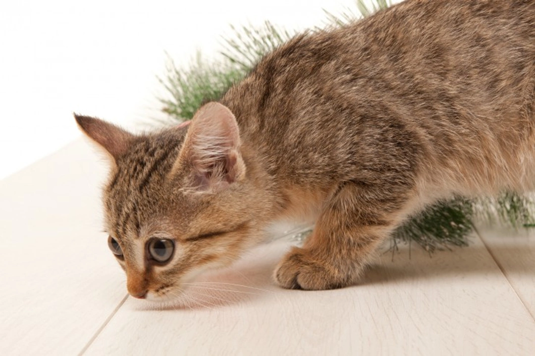 9 Surprising Ways Your Cat’s Sense of Smell Helps Them Thrive