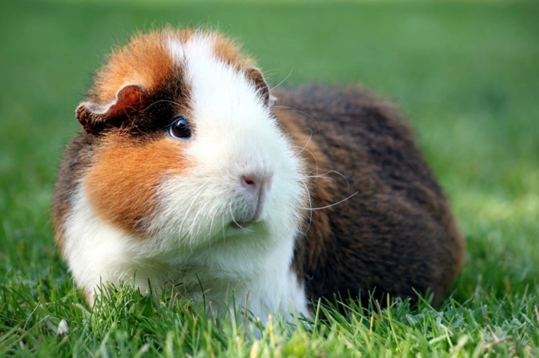 14 Expert Tips to Keep Your Guinea Pig Healthy and Happy
