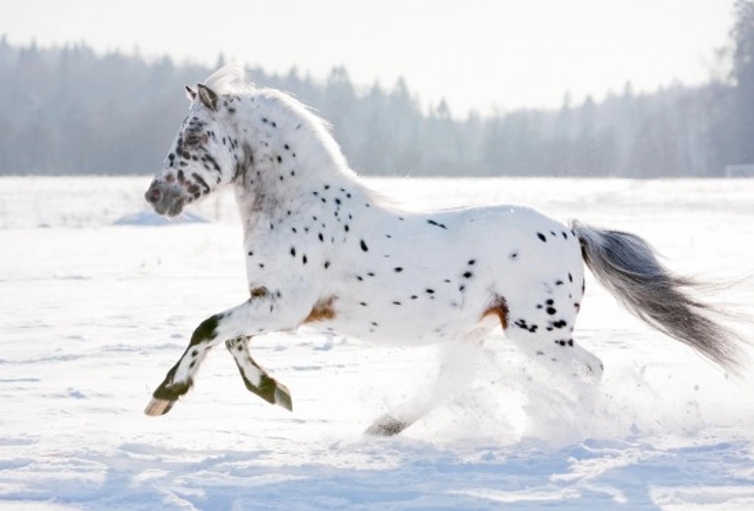 Appaloosa Coat Patterns Guide: Types, Traits & Genetic Risks