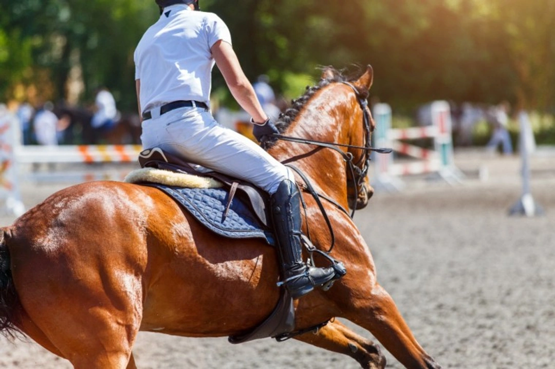 British Show Jumping Whip Rules: Welfare Focus 2025