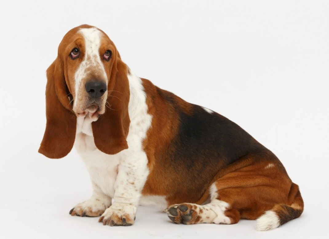 How to Keep Your Basset Hound's Ears Clean and Healthy