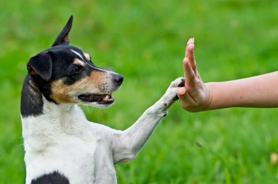Canine Communication: 3 Ways You May Misread Your Dog