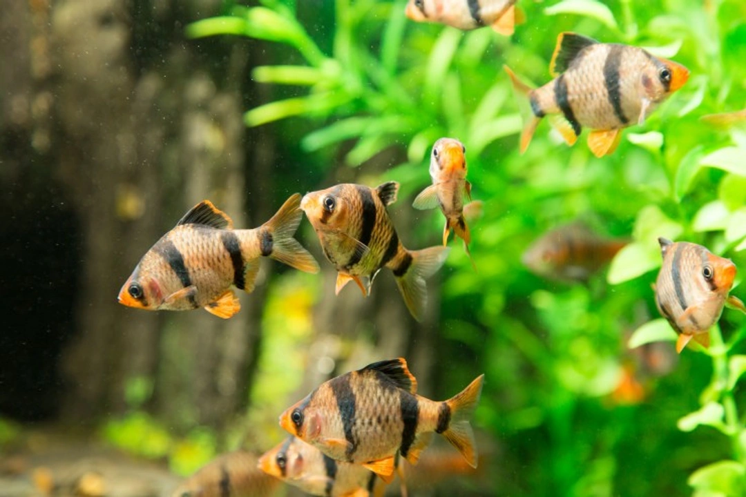How to Identify and Prevent Stress in Tropical Fish
