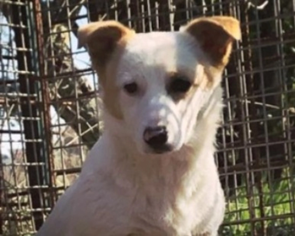 Adozioni cani: la storia di Tela, cucciolina di taglia medio-piccola