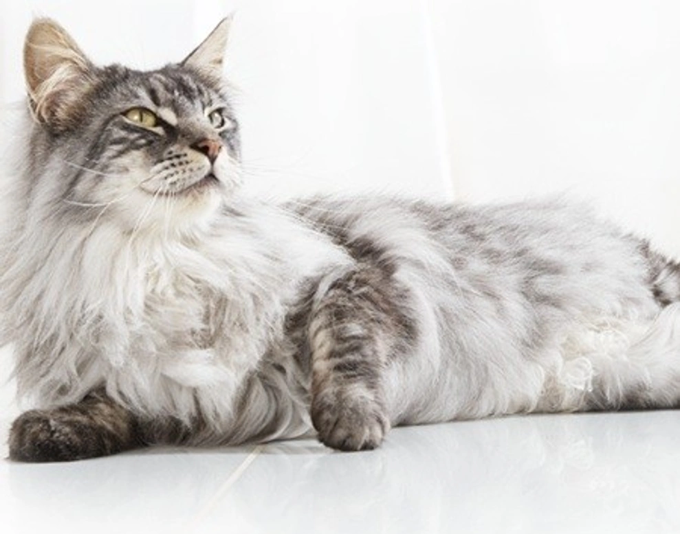 Consejos para que un gato de interior coma sano