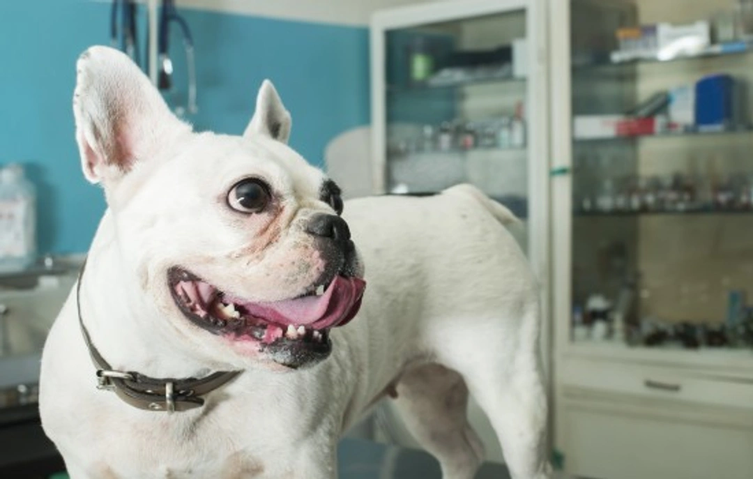 5 Minor Dog Care Mistakes with Major Consequences