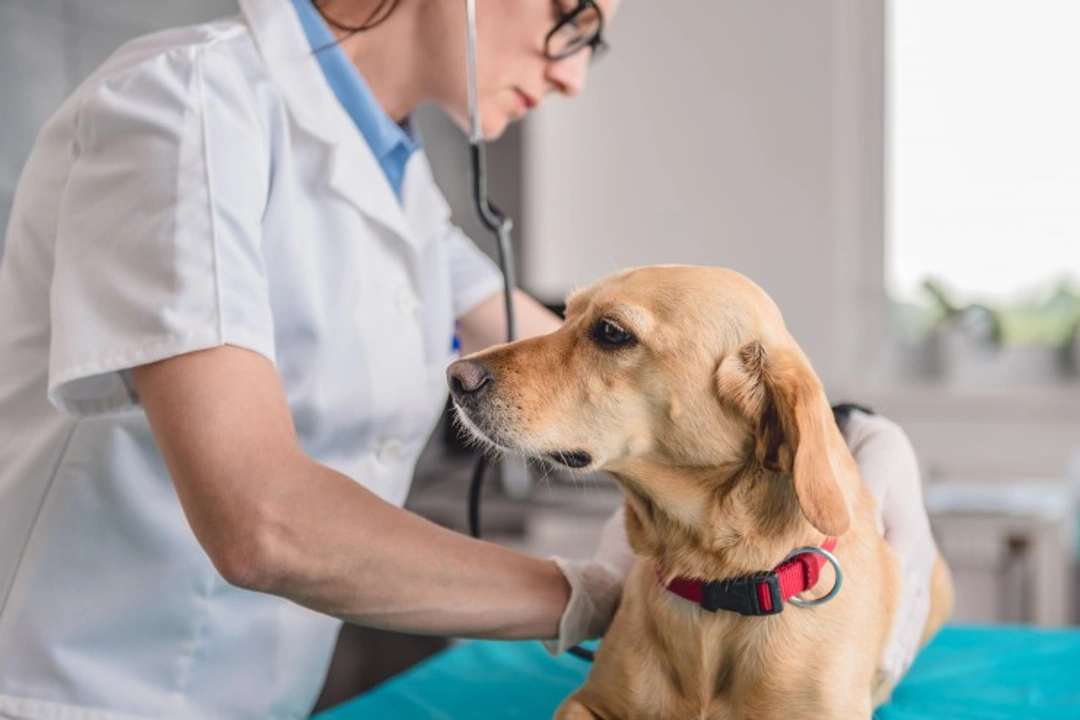 Melanoma and Moles in Dogs: Identification and Treatment Guide