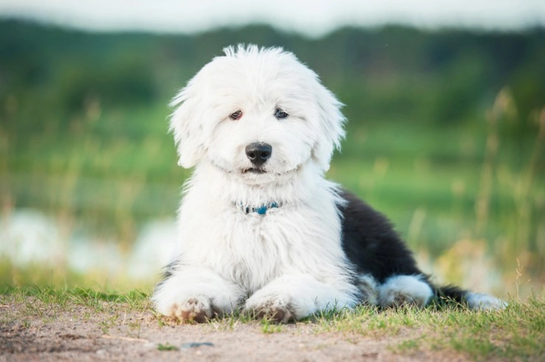 MDR1 Multi-Drug Resistance Testing for Dogs Explained