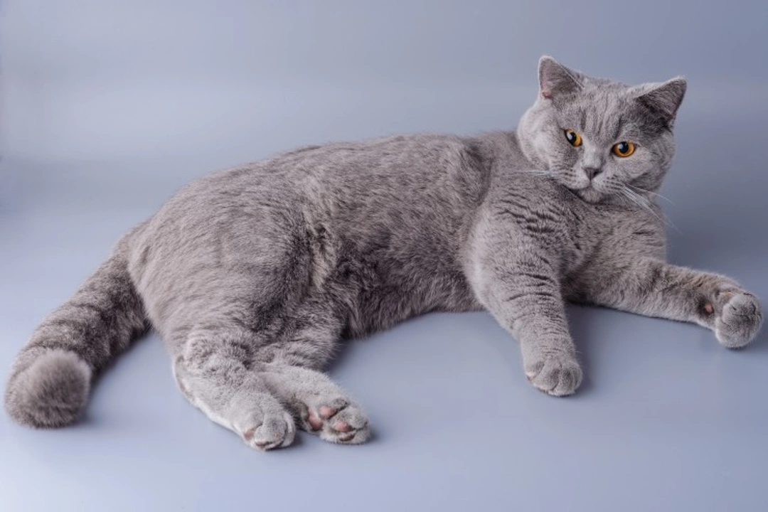 British Shorthair Cats: UK’s Most Popular Pedigree Breed