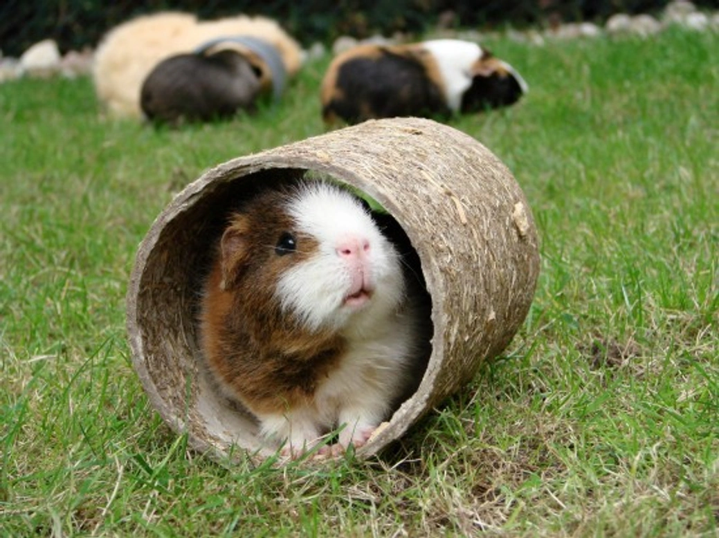 How to Keep Your Guinea Pig Entertained: 10 Best Tips