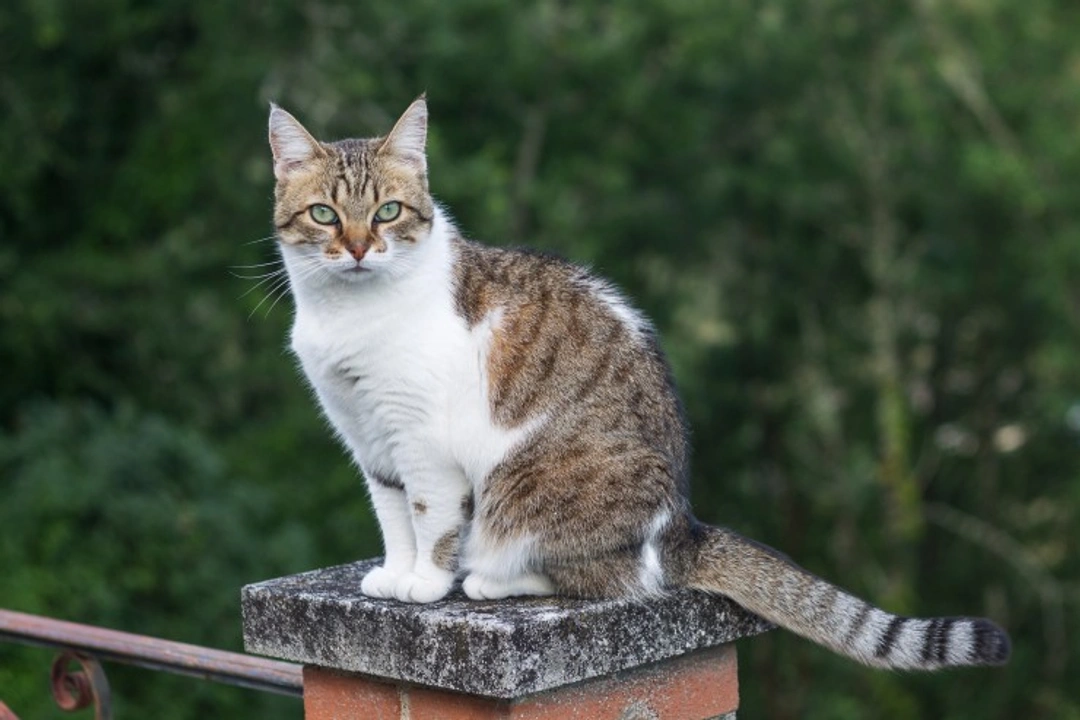 Five Questions and Answers About Cats' Senses