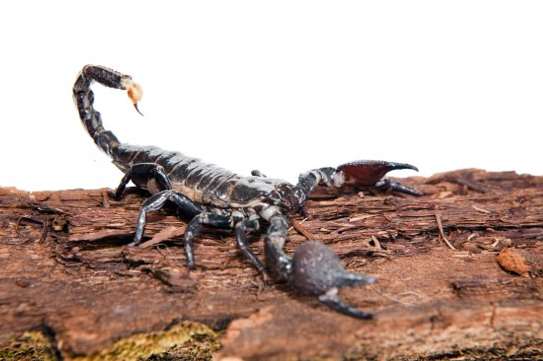 6 Essential Tips to Keep Pet Scorpions Healthy and Happy