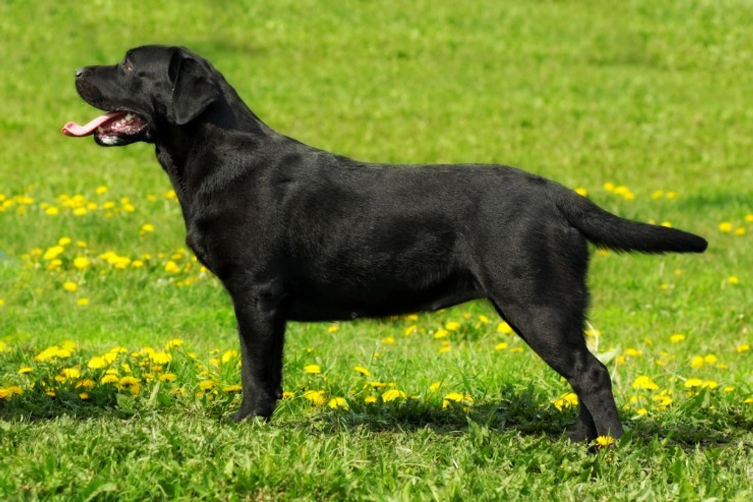 Skeletal Dwarfism (SD2) Testing in Labrador Retrievers