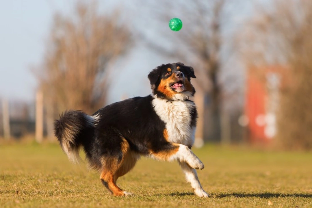 How to Teach Your Dog to Catch a Ball: Step-by-Step Guide