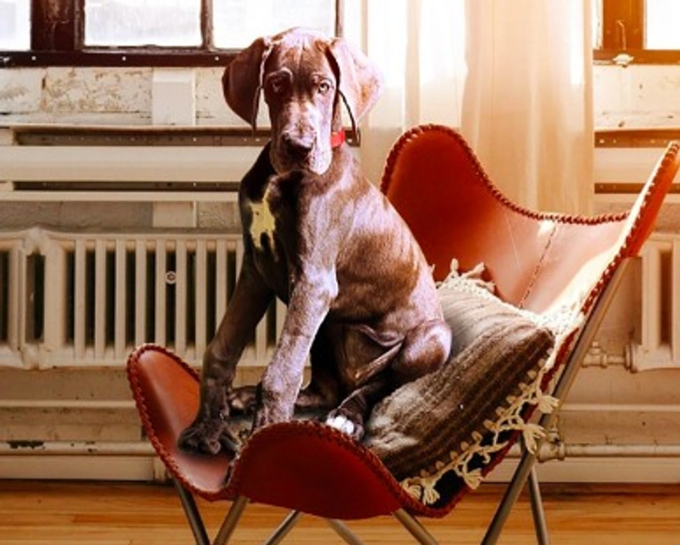 Cani di grossa taglia e vita in appartamento