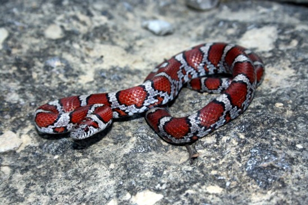 Keeping a Pet Milk Snake: Complete Care Guide