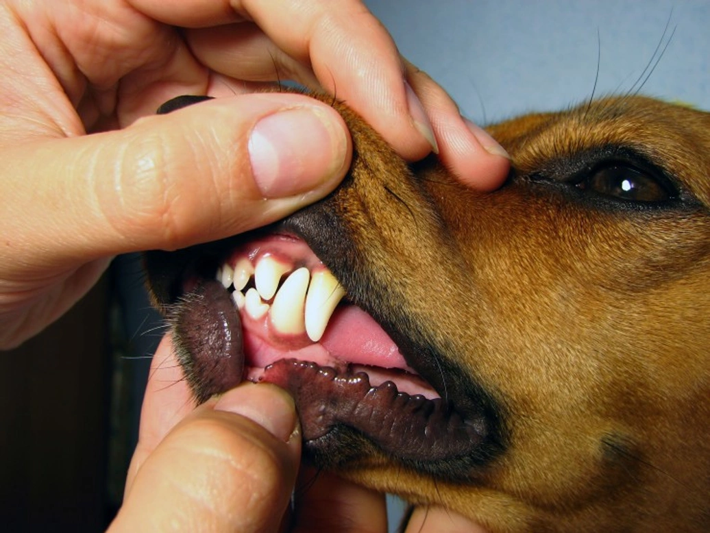 Adult Dog Losing Teeth: Causes and Care Tips