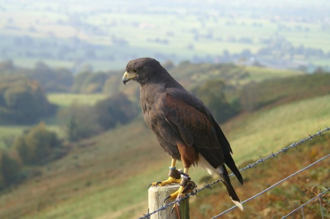 Guide to Beginning Falconry: How to Start and Care for Hawks