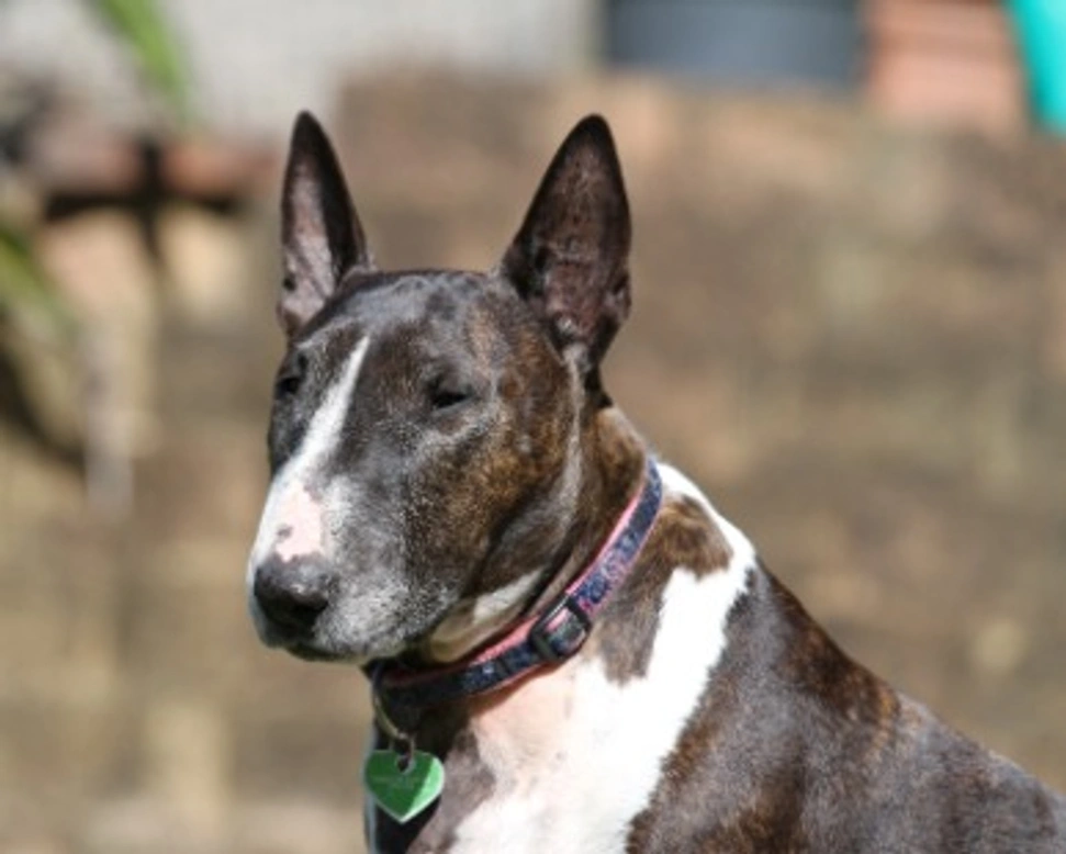 Bull terrier - Il cane a muso lungo - Prezzi e dove trovare i cuccioli