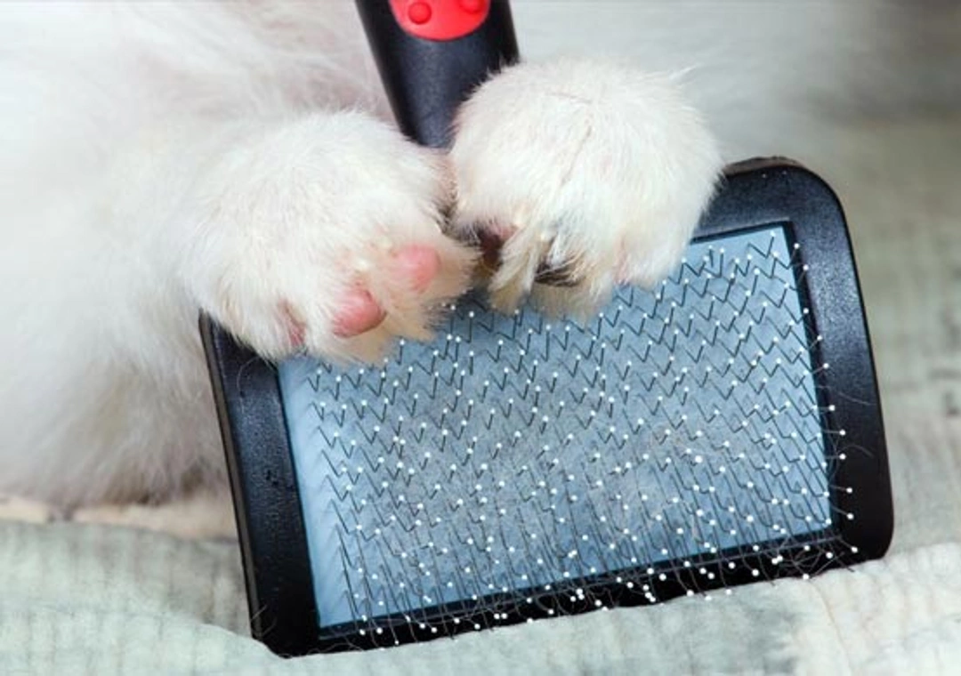 Hoe vaak moet ik mijn hond borstelen?