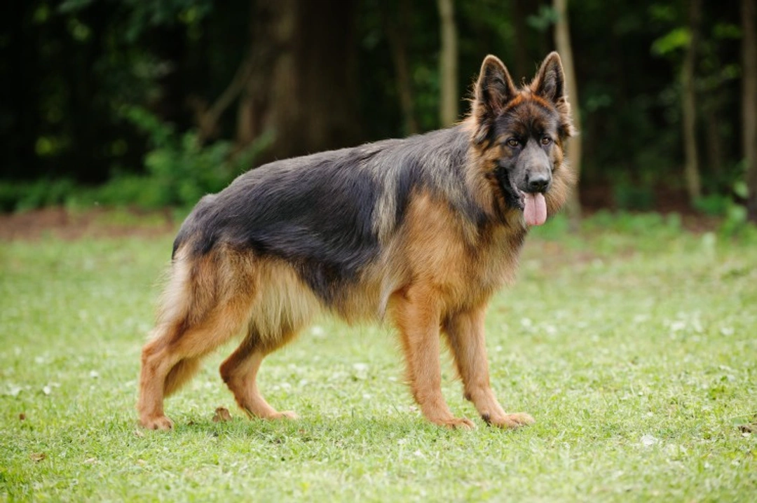 Dermatoses in Dogs: Causes, Symptoms & Treatment Options