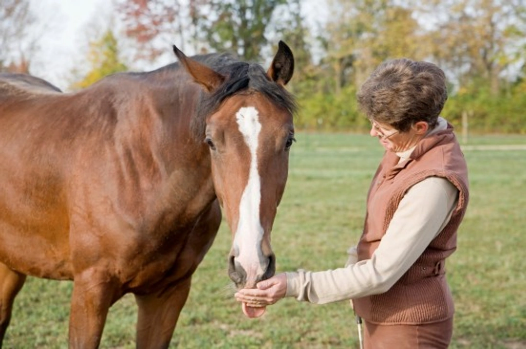 Alternative Fibre Sources for Horses: A Practical Guide
