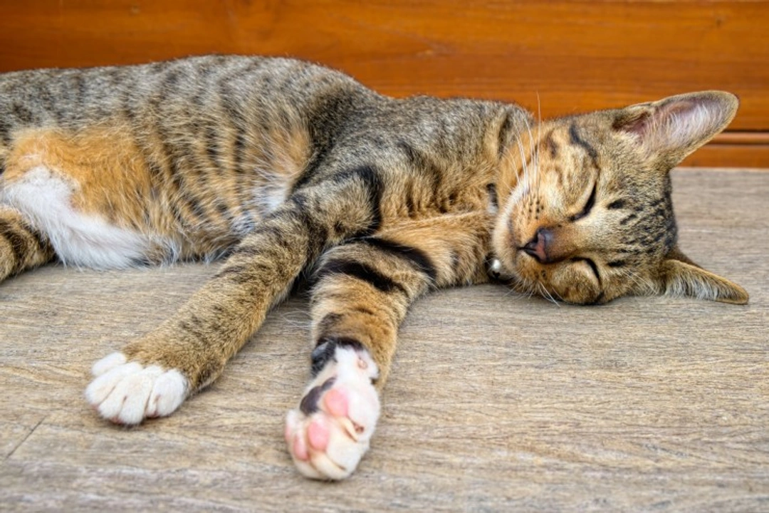 Why Cats Have Whiskers on Their Front Legs Explained