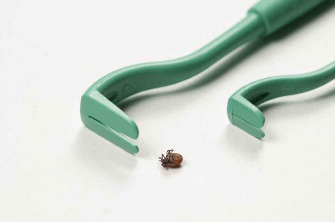 Tick season 2021: How to use a tick twister on a dog