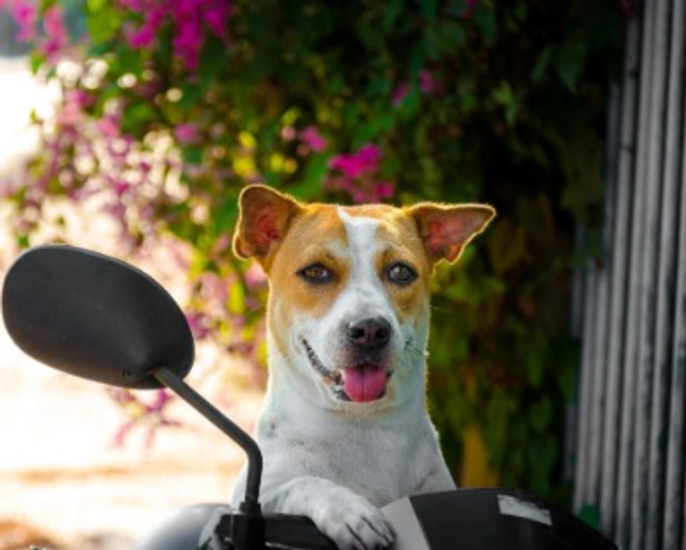 Associazioni animali: Rifugio Casa del Cane Vagabondo