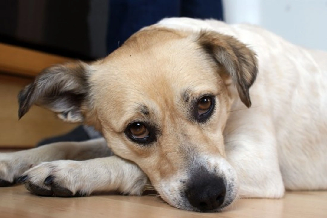 Symptoms of Illness in Dogs: Key Signs to Watch For