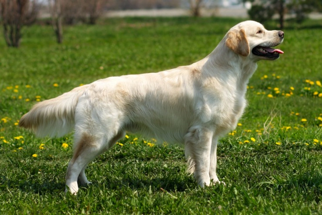 GR-PRA1 Testing: Protect Your Golden Retriever's Sight