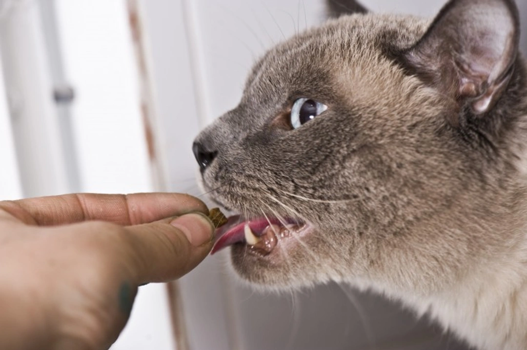 Medicines for Cats: Essential Safety and Vet Advice