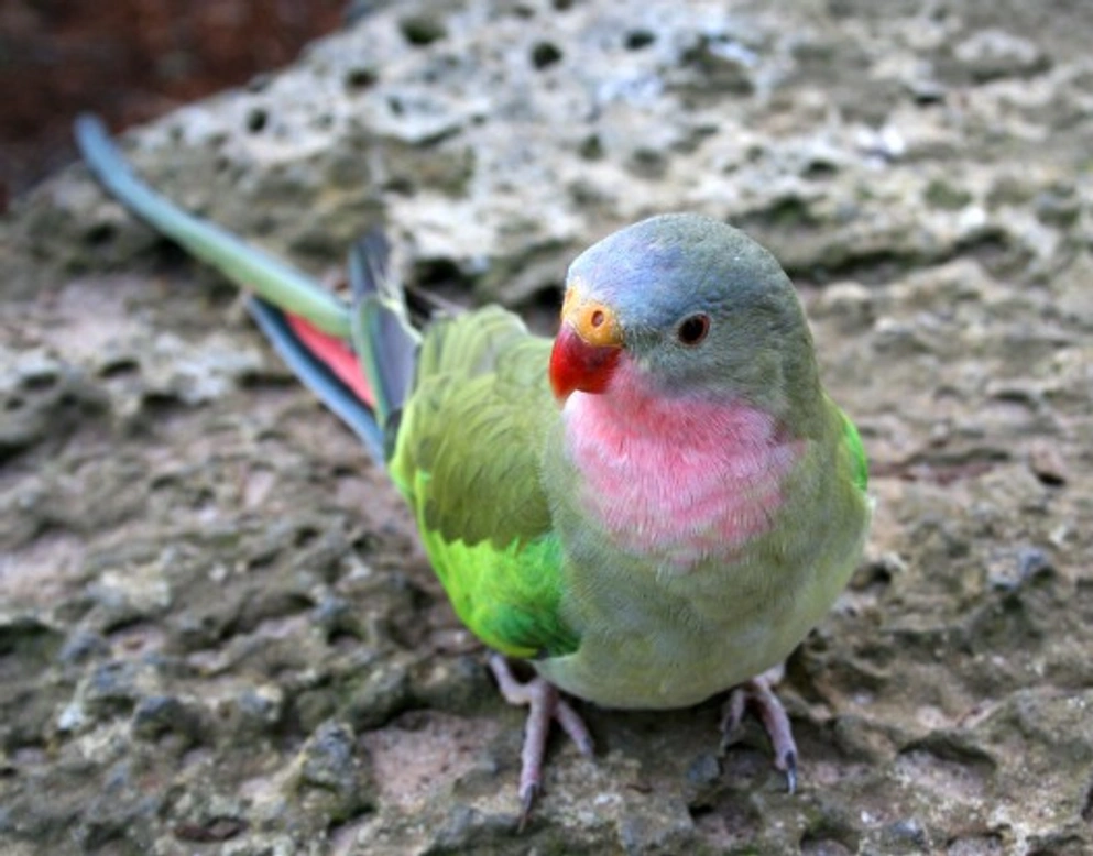 Princess Parrot Care: UK Guide to This Unique Parakeet