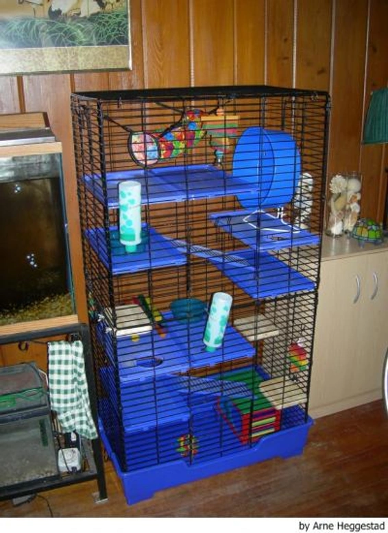 Chinchillas: Nuestros 10 consejos básicos