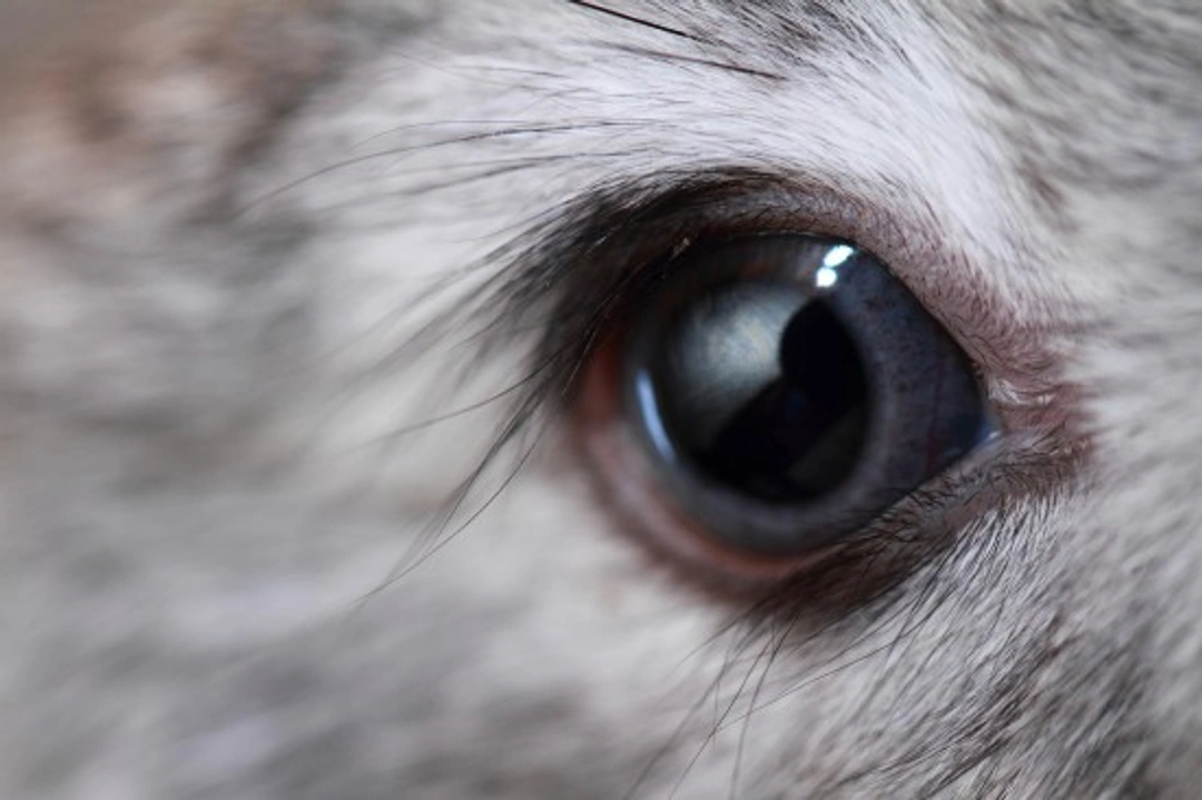Red Eye in Rabbits: Causes, Symptoms & Care Guide