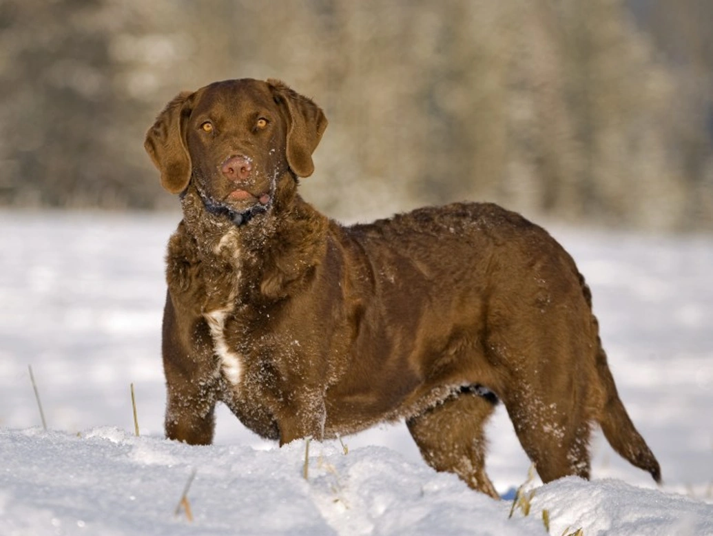 Ectodermal dysplasia health testing for Chesapeake Bay Retriever
