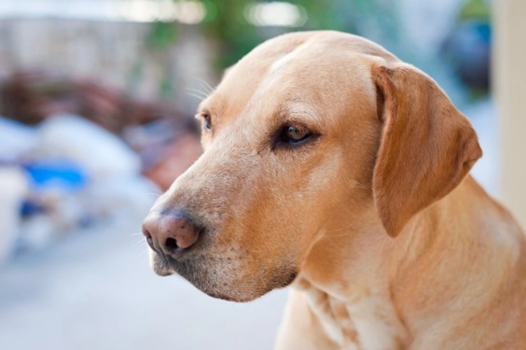 Dogs and Territorial Behaviour: Understanding and Managing Instincts