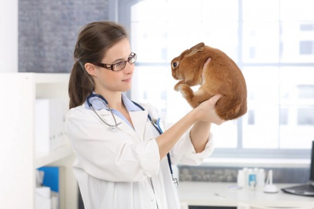 Encephalitozoon Cuniculi in Rabbits: Symptoms, Diagnosis & Treatment