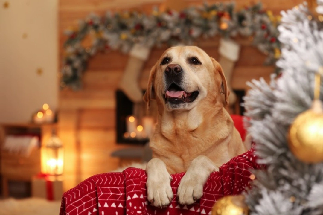 Top Christmas treats to spoil your dog this festive season