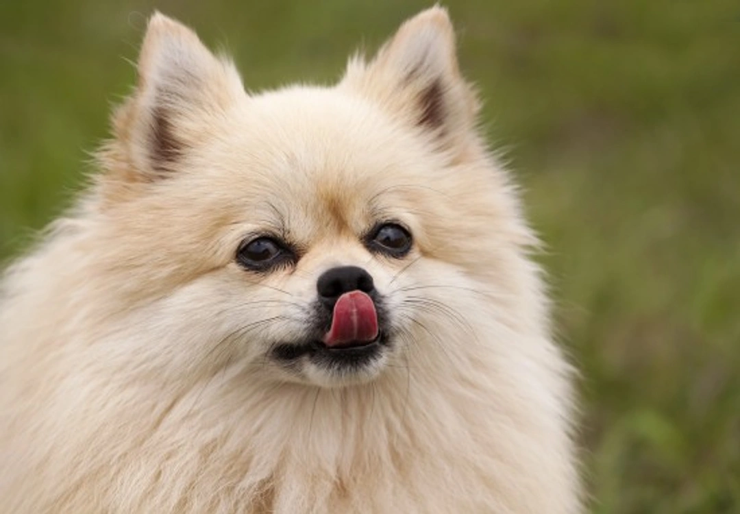 Insight into Dog Taste Buds and How They Taste Food
