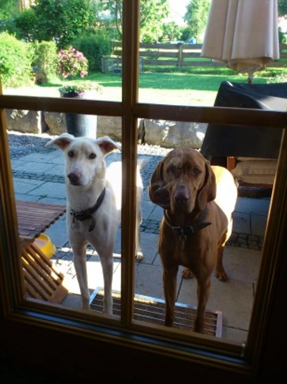 How to stop your dog jumping at glass doors