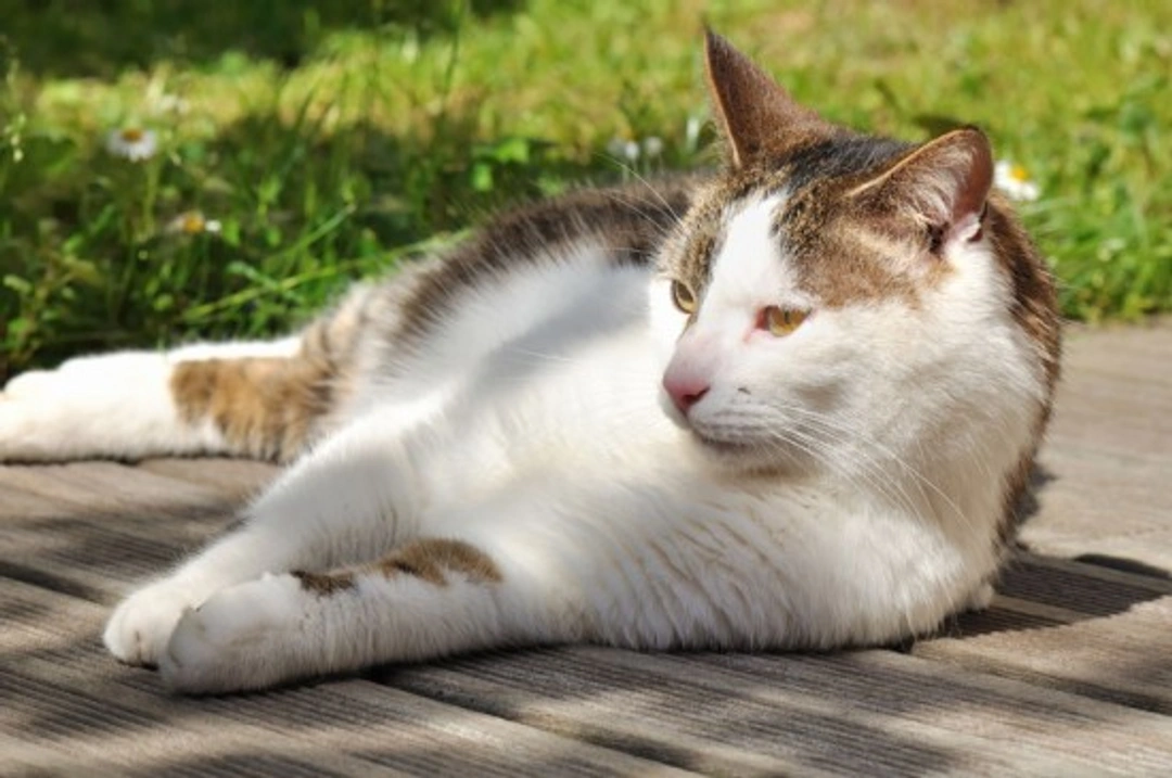 Cats and Heatstroke: Keeping Your Cat Safe in Hot Weather